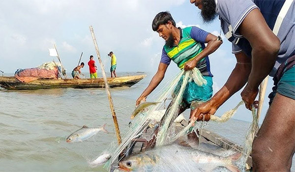 মধ্যরাত থেকে জাটকা ইলিশ শিকারে ৮ মাসের নিষেধাজ্ঞা শুরু