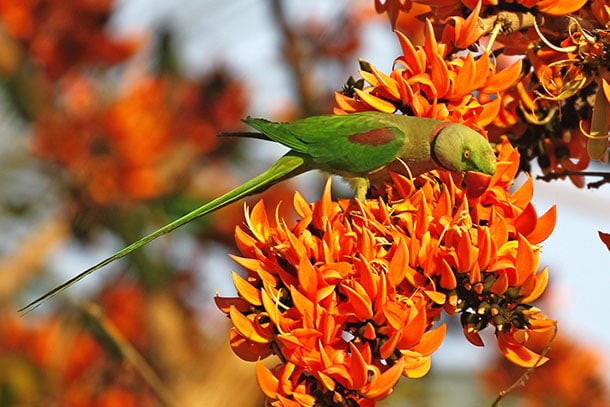 আজ পহেলা ফাল্গুন, বসন্তের প্রথম দিন