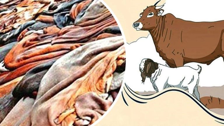 কুরবানির চামড়া নিয়ে ইসলামের বিধান— যা বলেছেন বিশ্বনবি (সা.)